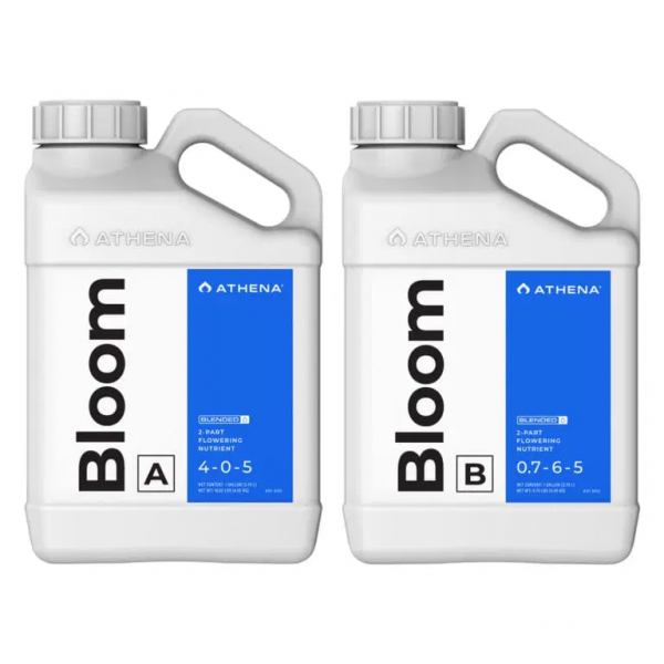 Athena Bloom A + B 1L