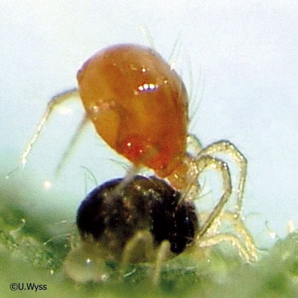 Phytoseiulus Raubmilben gegen Spinnmilben 2000stk